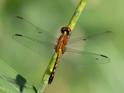 Erythrodiplax andagoya (Andagoya Dragonlet) imm male.jpg